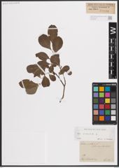 Foto von Salix cinerea L.
